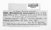 Hirudinaria macrospora image